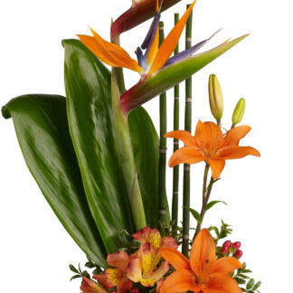 Exotic Grace