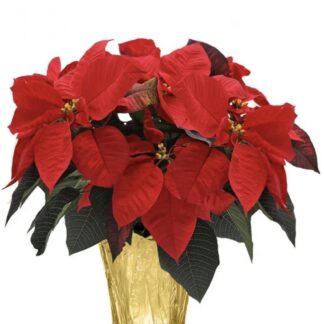 Holiday Cheer Med. Poinsettia in Foil