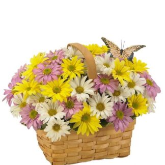 Mixed Daisy Basket
