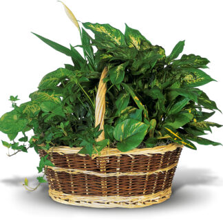 Large Basket Garden