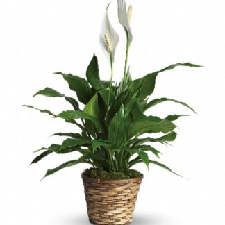 Medium Simply Elegant Spathiphyllum