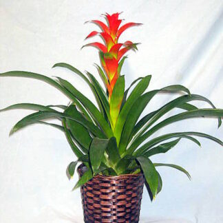 Splendid Dawn Bromeliad