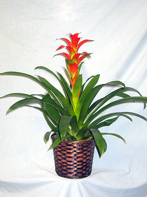 Splendid Dawn Bromeliad