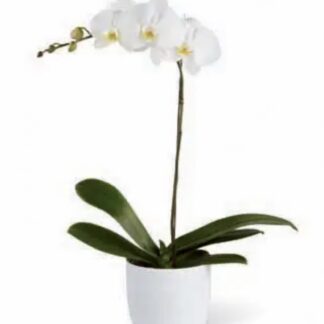 Phalaenopsis White Orchid