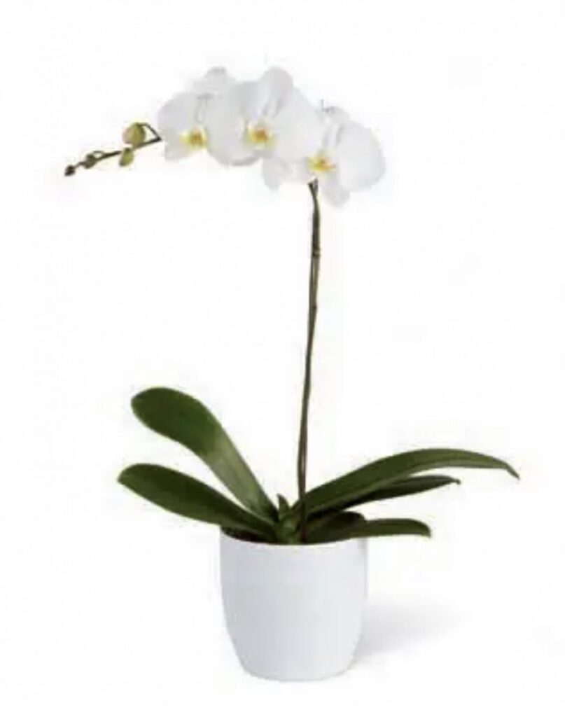 Phalaenopsis White Orchid