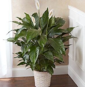LG Large Simply Elegant Spathiphyllum