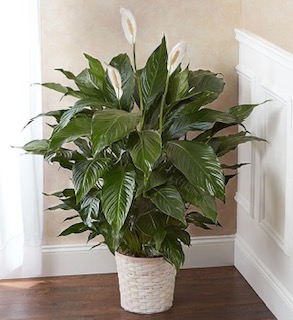 LG Large Simply Elegant Spathiphyllum