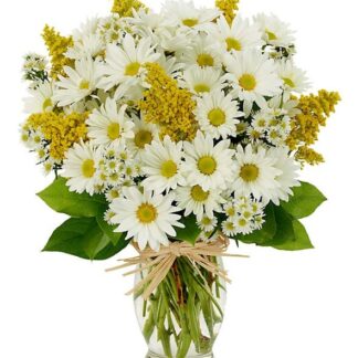 Daisy Sunshine