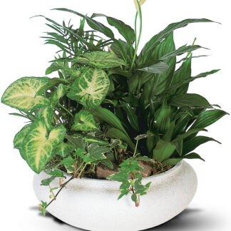 Medium Dish Garden