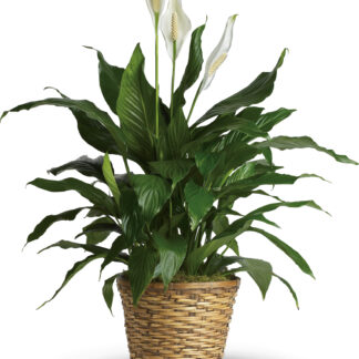Simply Elegant Spathiphyllum - Medium